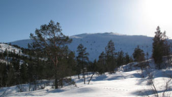 fra feltet